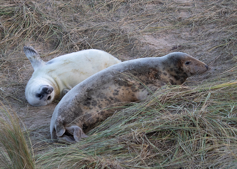 Seals in the wild!