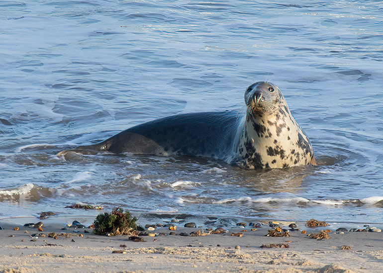 Seals in the wild!