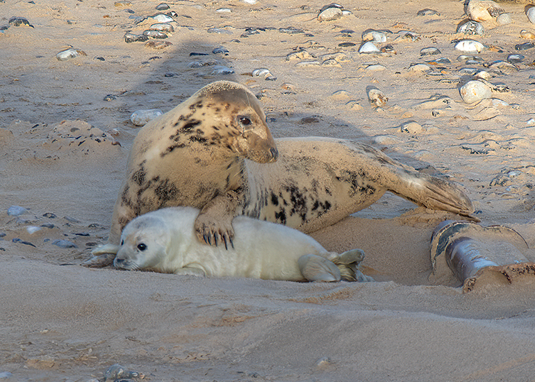 Seals in the wild!