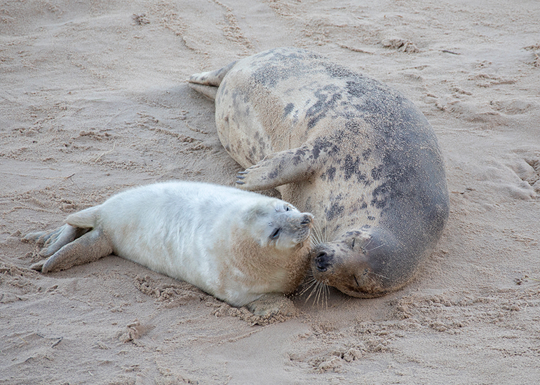 Seals in the wild!