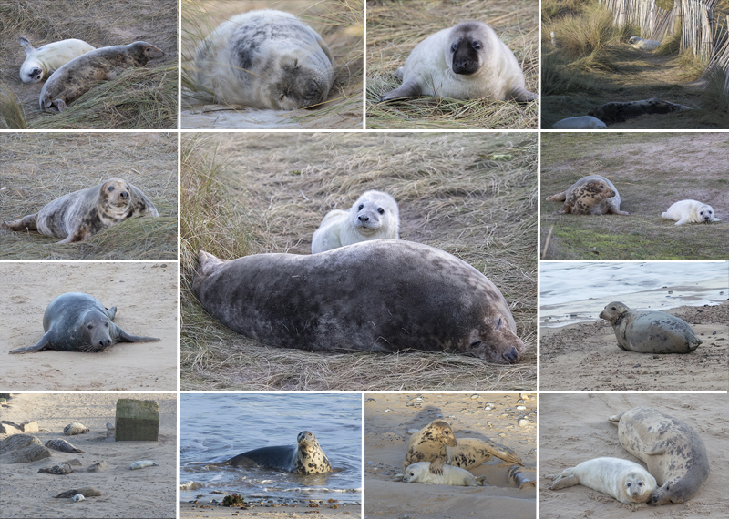 Seals in the wild - 8th December 2023