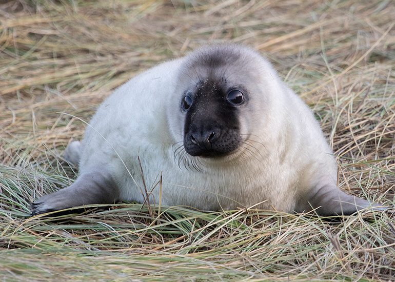 Seals in the wild!