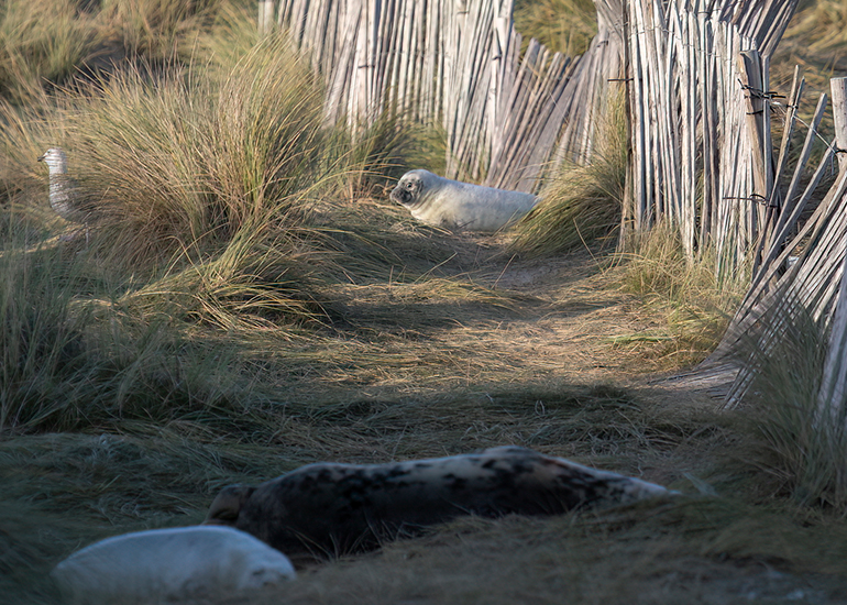 Seals in the wild!