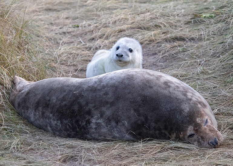 Seals in the wild!