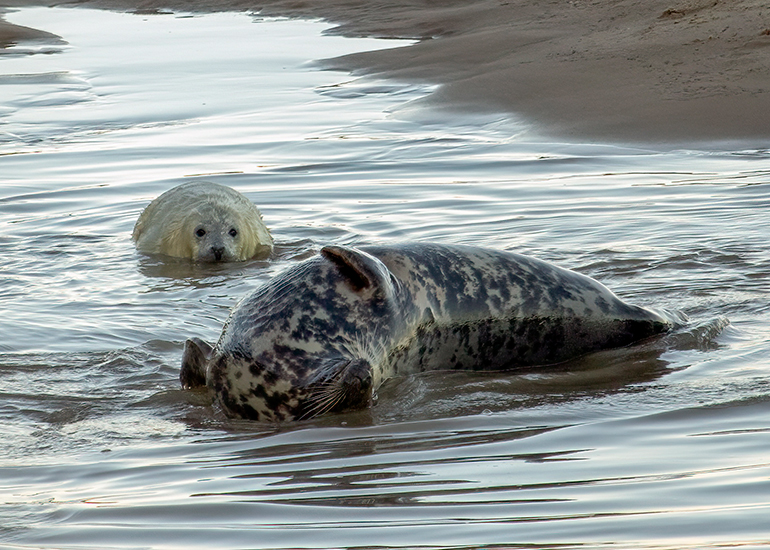 Seals in the wild!