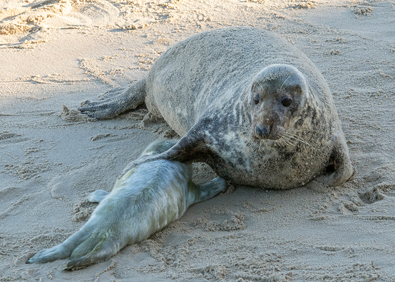 Seals in the wild!