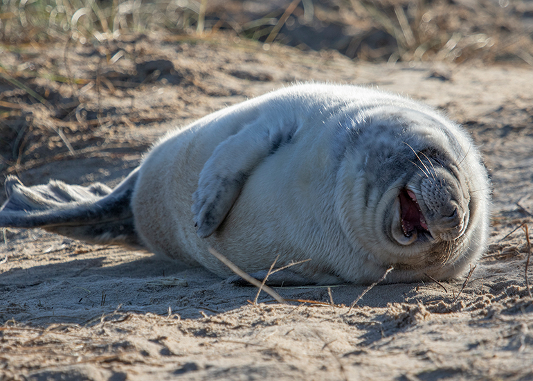 Seals in the wild!