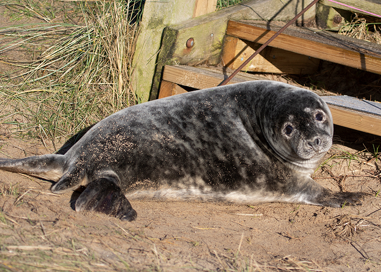 Seals in the wild!