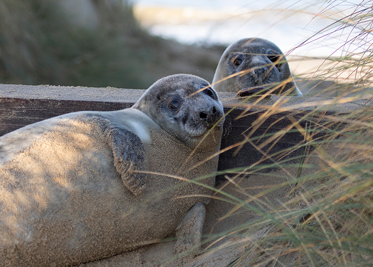 Seals in the wild!