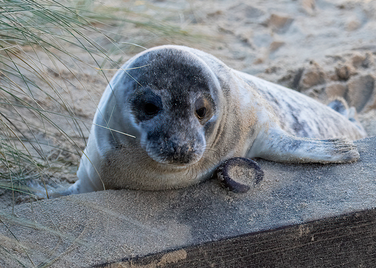 Seals in the wild!