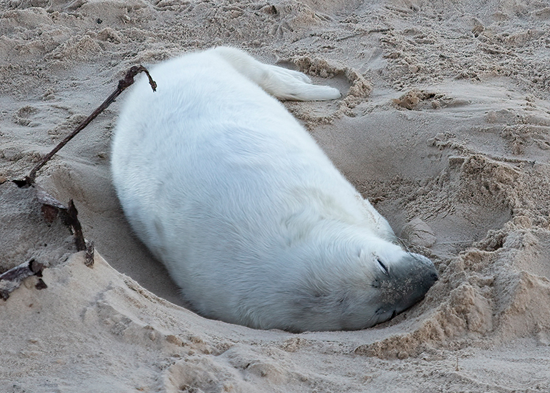 Seals in the wild!