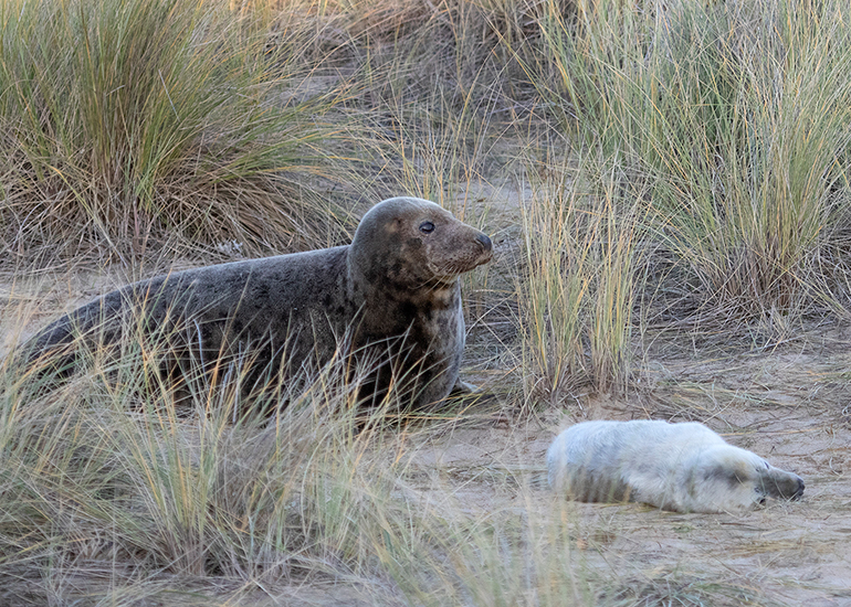Seals in the wild!