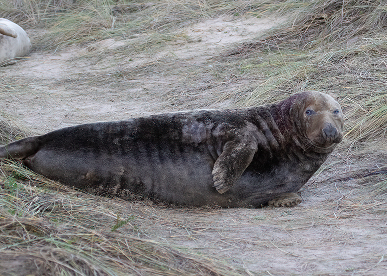Seals in the wild!