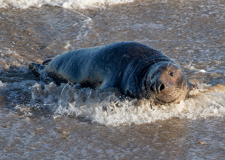 Seals in the wild!