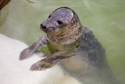 Seal