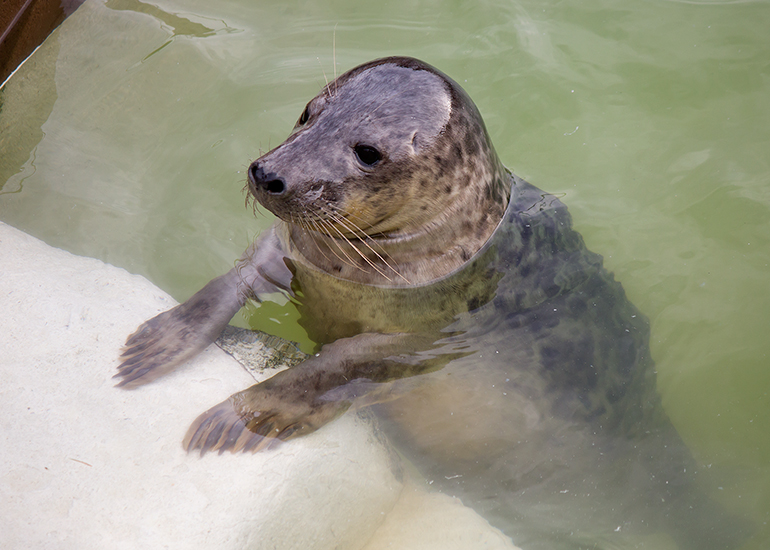 Seal - photo taken on 19th November 2016