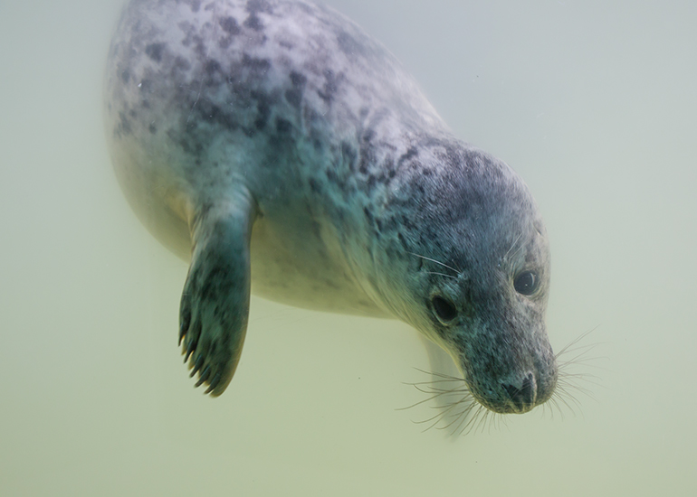 Seal - photo taken on 19th November 2016