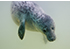 Rescued Pup - Seal