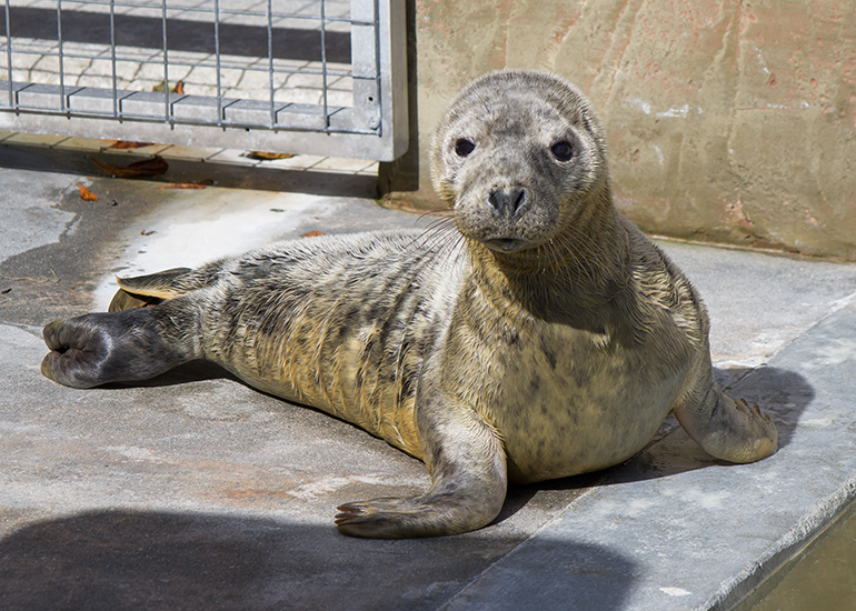 Seal - photo taken on 30th September 2016