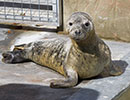 Seal was taken on 30th September 2016 in the outside nursery pool