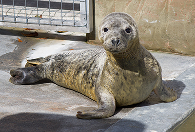 Seal