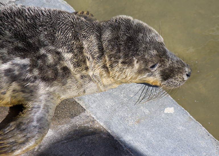 Seal - photo taken on 30th September 2016