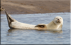 Seal Colony