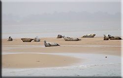 Seal Colony
