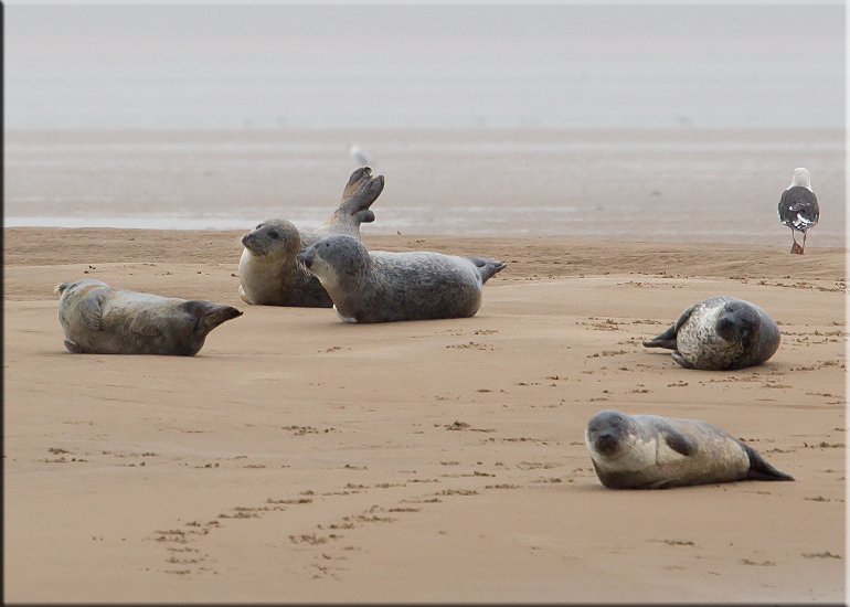 Seal Colony on one of the sand banks in the Wash!