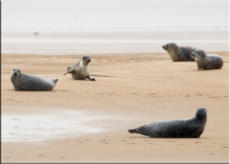 Seal Colony on one of the sand banks in the Wash!