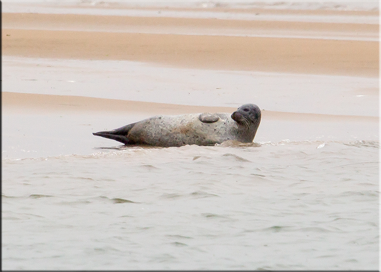 Seal Colony on one of the sand banks in the Wash!