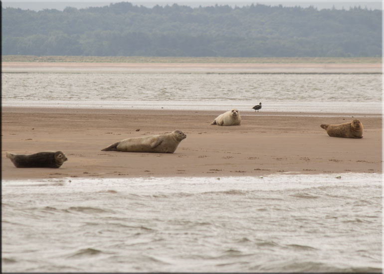 Seal Colony on one of the sand banks in the Wash!