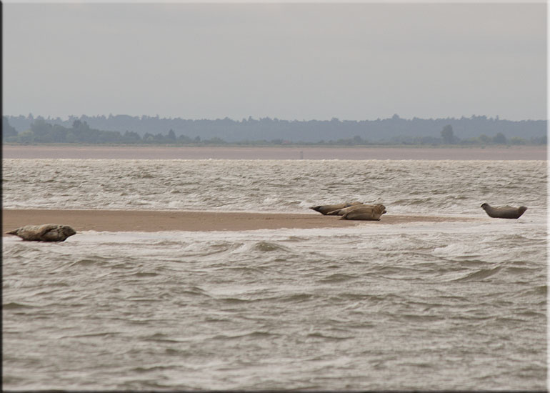 Seal Colony on one of the sand banks in the Wash!