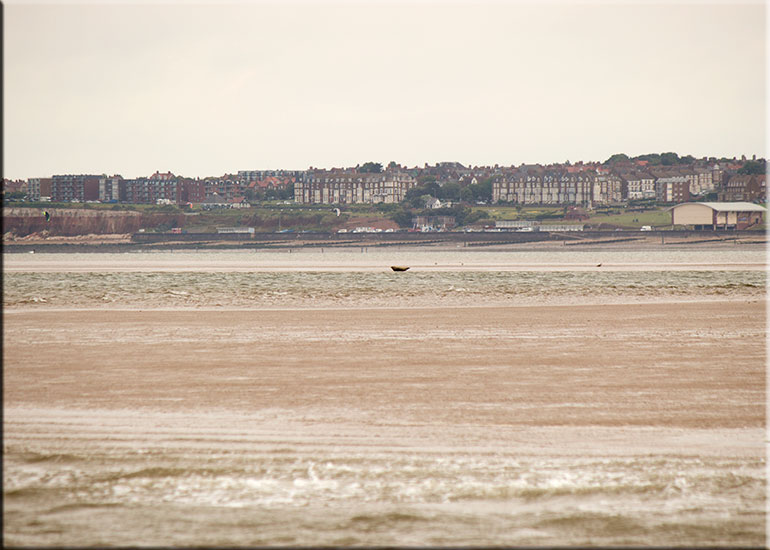 Seal Colony on one of the sand banks in the Wash!