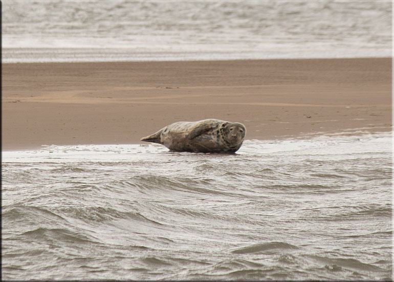 Seal Colony on one of the sand banks in the Wash!
