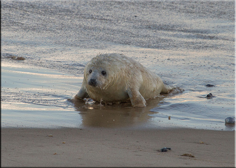 Seal Colony
