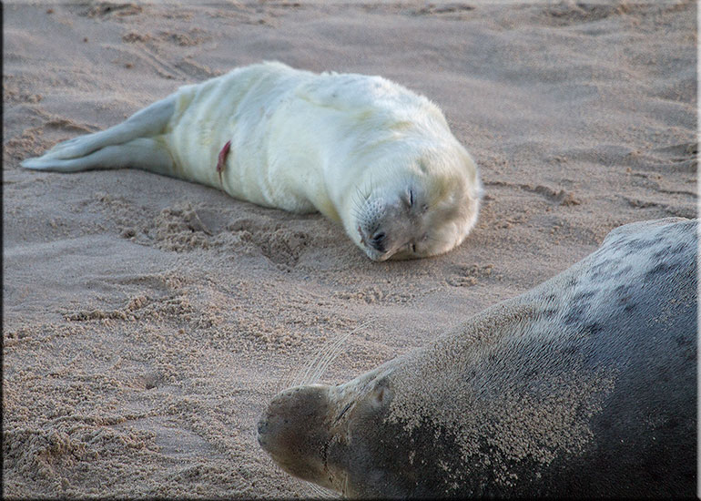Seal Colony