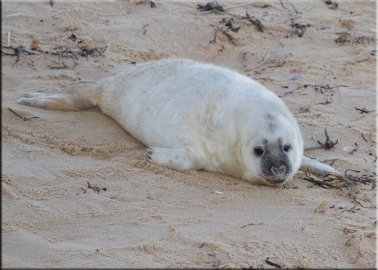 Seal Colony