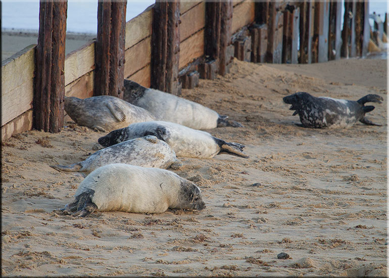 Seal Colony
