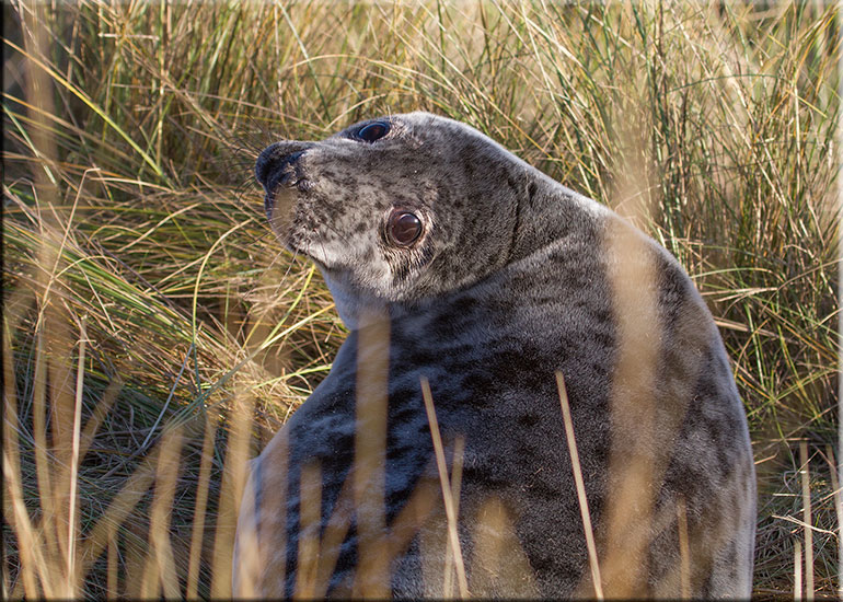 Seal Colony