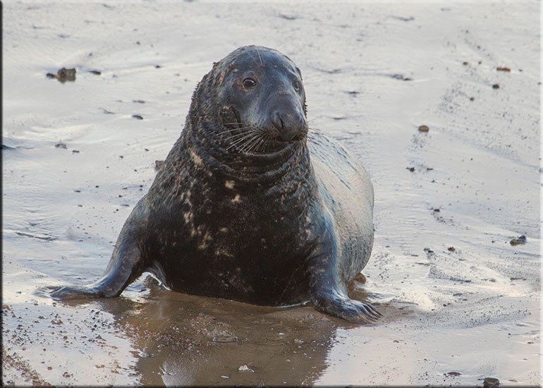 Seal Colony