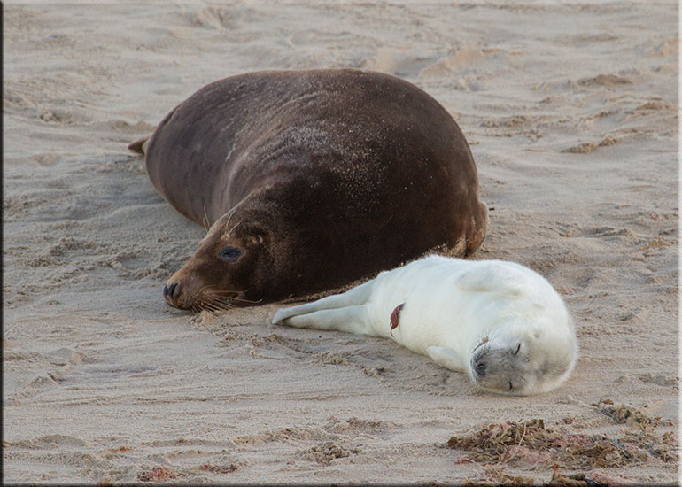 Seal Colony