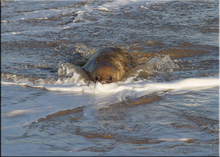 Seal Colony