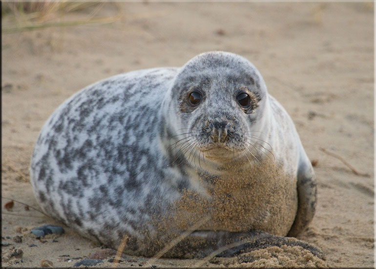 Seal Colony
