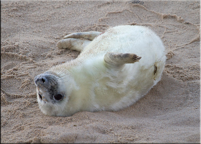 Seal Colony