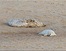 Seal Colony