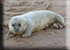 Seal Colony