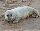 Seal Colony