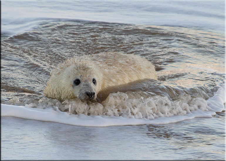 Seal Colony