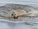 Seal Colony